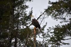 Eagle Photo: Lonnie S. Jandreau