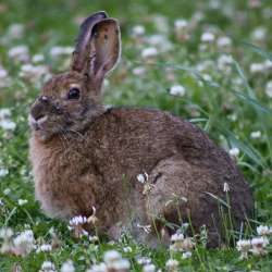 Ticks on hare Photo: Sabrina Garfield