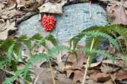 Jack in Pulpit fruit Photo: Judy Sweet