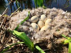 Goose eggs Photo: Richard Philben