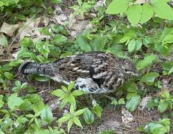 Grouse Photo: Alfred J. Sorensen