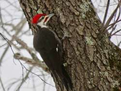 Woodpecker Photo: Janice Muehlberg