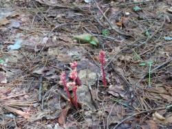 Pinesap Photo: Ben Haubrich