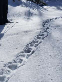 Porcupine tracks Photo: Janice Tassinari