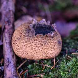 Puffball Photo: Sandy Dannis