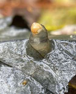 Salamander spermatophore Photo: Kirk Gentalen