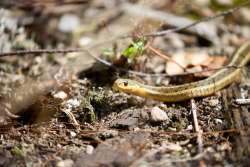 Snake Photo: Tom Grett