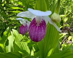 Showy ladys slipper Photo: Sheri Larsen