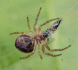 Sixspotted orbweaver Photo: Steven Arcone