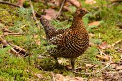 Spruce grouse Photo: John Predom