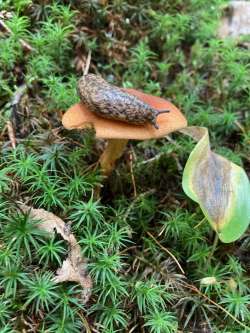 Mantle slug Photo: Dan Zucker