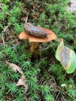 Mantle slug Photo: Dan Zucker