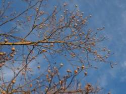 Tulip tree Photo: Ross Lanius