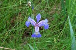 Iris Photo: Nate Rosebrooks