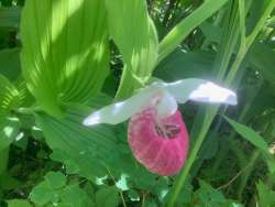 Wild orchids Photo: Dian Parker