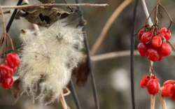 Winter berries Photo: Ken Hatch