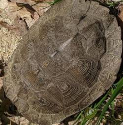 Wood turtle Photo: Marcy Stanton