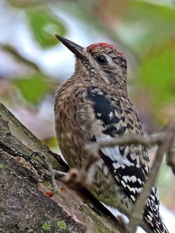 Yellow-Bellied Sapsucker Photo: Charlie Schwarz