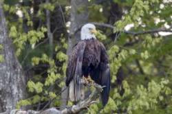 Regal eagle Photo: Karen Suhrhoff