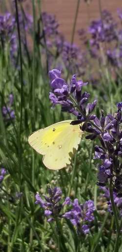 Butterfly Photo: Robert Becker