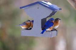 Birds at feeder Photo: Tom Grett