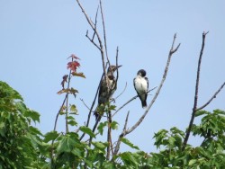 Birds in trees Photo: Ben Haubrich