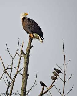 Eagle Photo: Tami Gingrich