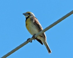 Dickcissel Photo: Sheri Larsen