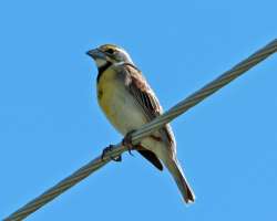 Dickcissel Photo: Sheri Larsen