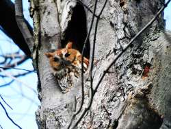 Screech owl Photo: Becky Linton