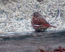 Fox sparrow Photo: Meghan McCarthy McPhaul