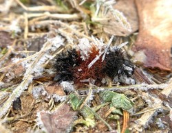 Frozen woolly bear Photo: Kirk Gentalen
