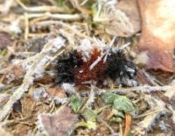 Frozen woolly bear Photo: Kirk Gentalen