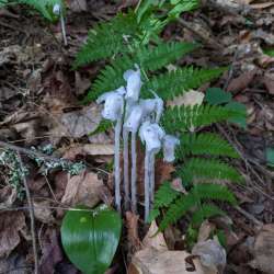 Ghost pipes Photo: Nancy Muller