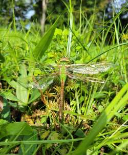 Green darner dragonfly Photo: Jay Remington