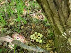 Ruffed grouse eggs Photo: Matt Wamsganz