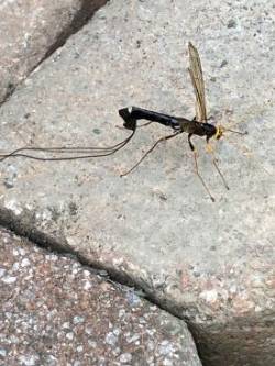 Ichneumonid wasp Photo: Toby Kravitz