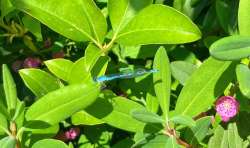 Damselfly Photo: Richard Philben