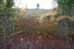 Forests Photo: John Blaser