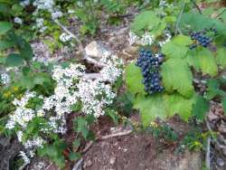 Viburnum Photo: Steve Eustis