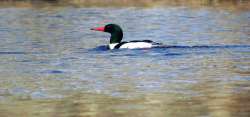 Merganser Photo: Richard Philben