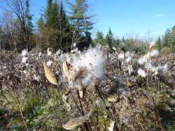 Milkweed Photo: Gordon Gould
