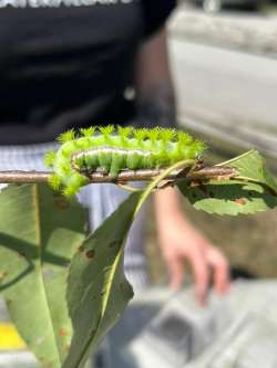 Moth caterpillar Photo: Scott Wasserman