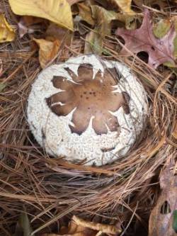 Mushroom Cap Photo: Tracy Rice