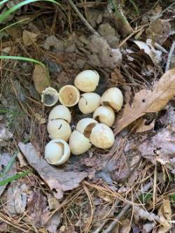 Partridge Photo: Matt Wamsganz