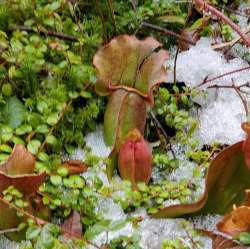 Pitcher plant Photo: Susan Lichty