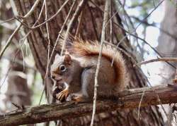 Red squirrel Photo: Karinne Heise