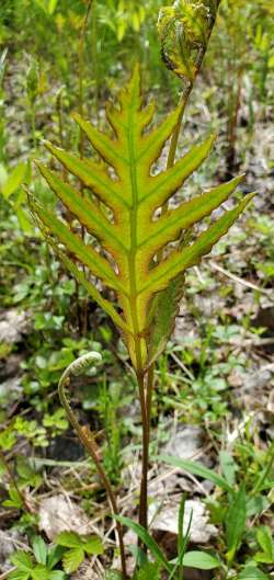 Sensitive fern Photo: Susan Lichty