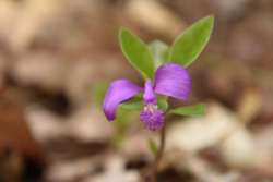 Fringed polygala Photo: Amy Girardi