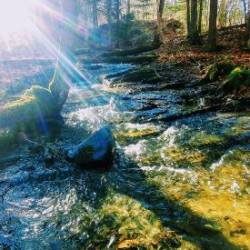 Spring Reflection Photo: Tracy Sherbrook